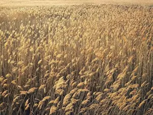 Parched Prints: Dry reed texture in the sunset light