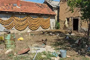 Shed Prints: Drying strings of tobacco leaves on a barn in village Kostinci