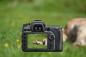 Digitally Prints: DSLR reflex camera photographing with on screen live image of a little foal having a rest in the green grass with