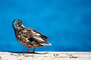 Duckling Prints: Duck, canard, lac, lake, floating, quebec, canada
