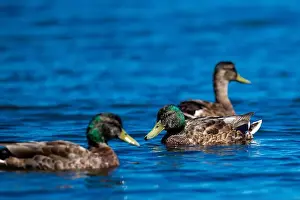 Duckling Prints: Duck, canard, lac, lake, floating, quebec, canada