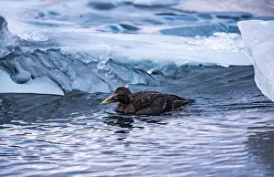 Icebergs Prints: Duck gracefully floats near icebergs in serene water