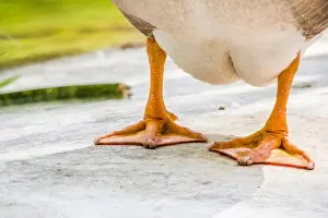 Gujarat Prints: duck legs