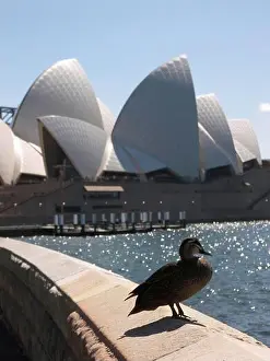 Seabird Prints: Duck in front of the Opera House in Sydney, Australia -