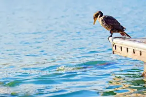 Hotspot Prints: Duck standing at the edge of the pier
