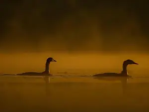 Duck Pond Prints: Two ducks floating on the water at sunset, beautiful orange color scenery