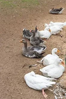 Animal Welfare Prints: Ducks and geese relax on the ground near the water's edge
