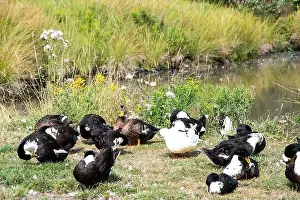 Canadian North Prints: Ducks on the grass at Lance Cove on Bell Island, Newfoundland & Labrador, Canada