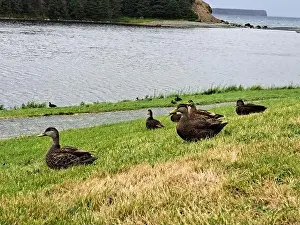 Newfoundland Prints: Ducks on the grass at Worsley Park in Conception Bay South