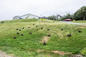 Canadian North Prints: Ducks on the grass at Worsley Park in Conception Bay South