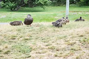 Labrador Prints: Ducks on the grass at Worsley Park in Conception Bay South