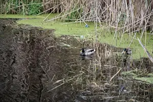 Provincial Capital Prints: Ducks in a pond at Bluffer's Park in Scarborough, Toronto, Ontario, Canada