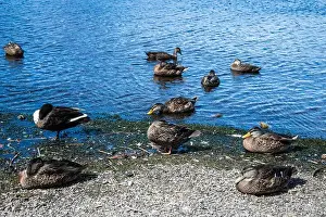 Labrador Prints: Ducks at Quidi Vidi Lake in St. John's, Newfoundland & Labrador, Canada