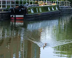 Solar Panels Prints: Three ducks swim in a row in Grand Union Canal at Rickmansworth