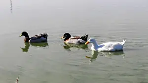 Canada Geese Prints: Three ducks swim side-by-side in a lake