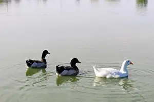 Lake Park Prints: Three ducks swim side-by-side in a lake