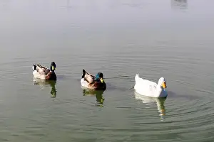 Lake Park Prints: Three ducks swim side-by-side in a lake
