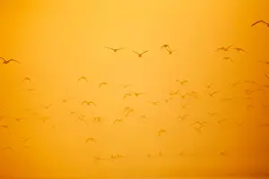 Geese Prints: Ducks taking flight at sunrise