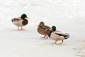 Feathered Prints: Ducks walk on ice
