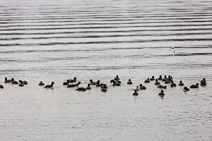 Aquatic Birds Prints: Ducks on the water at Lake Catherine State Park on a cold and cloudy winter day