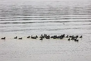 Aquatic Birds Prints: Ducks on the water at Lake Catherine State Park on a cold and cloudy winter day