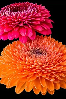 Gerbera Prints: Duet - a fine art still life color flower macro of an isolated orange