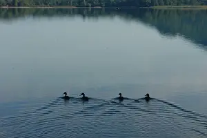 Dukes at the Laffrey lake