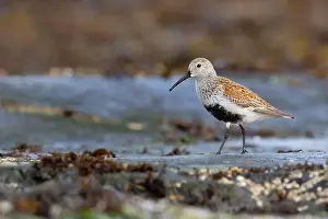 Side Profile Prints: One Dunlin in breeding plumage walking on wet rocks with barnacles in Victoria