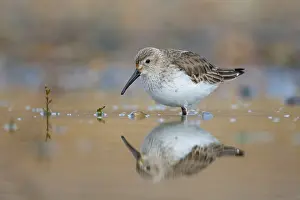 Alert Prints: Dunlin, Calidris alpina, Norfolk, UK.