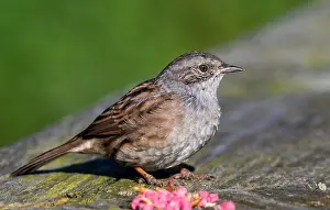 Dunnock (Prunella modularis)