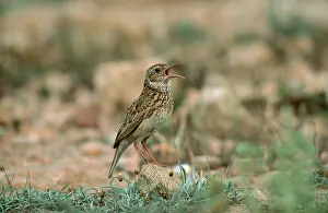 Communicating Prints: dupont's lark (Chersophilus duponti), singing, Spain
