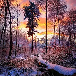 Afterglow Prints: dusk, forest, winter, afterglow, dusks, twilight, forests, wood, woodland, woods, winters