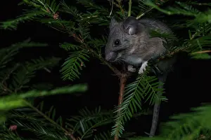 A dusky footed woodrat (Neotoma fuscipes) a large nocturnal rodent native to the West Coast in North America