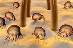 3 Dimensional Prints: Dust mites (Dermatophagoides pteronyssinus) on human skin