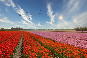 Rising Prints: Dutch bulb fields in the vicinity of Hillegom with blooming tulips in red