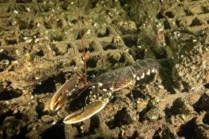 Cold Water Prints: Dutch Oosterschelde lobster in natural wild cold water environment