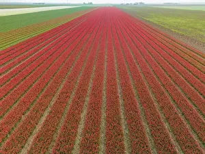 Flevoland Prints: Dutch tulip fields from above leading towards a constuction site of modern windmills