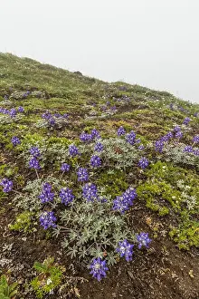 Washington State Prints: Dwarf Alpine Lupine, Lupinus lepidus var