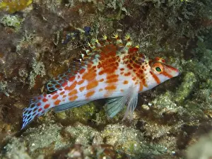 Percomorphaceae Prints: Dwarf Hawkfish (Cirrhitichthys falco) in a structured underwater landscape