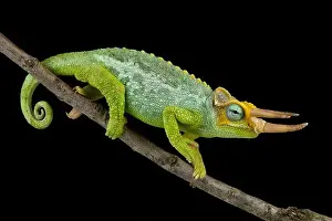 Chamaeleo Prints: Dwarf Jackson's chameleon (Trioceros jacksonii merumontanus)