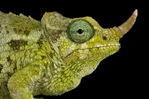 Chamaeleo Prints: Dwarf Jacksons chameleon (Trioceros jacksonii merumontanus) female