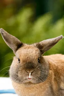 Dental Prints: Dwarf rabbit with protruding front tooth