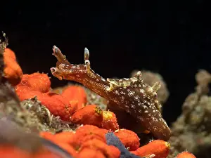 Atlantic Sea Prints: Dwarf sea hare (Aplysia parvula) sea slug with a brown body and speckles underwater moving over the reef