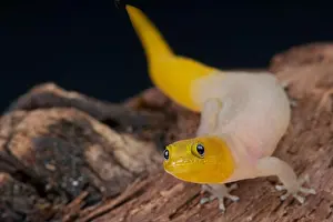 dwarf striped gecko / Sphaerodactylus nigropunctatus