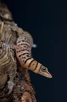 Guantanamo Prints: Dwarf striped gecko / Sphaerodactylus nigropunctatus