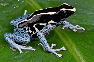 Dyed Prints: Dyed Dart Frog / Dendrobates tinctorius