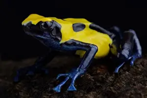 Dyeing dart frog (Dendrobates Tinctorius) Citronella