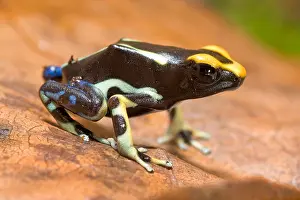 Frog Prints: dyeing poison-arrow frog, Dyeing poison frog