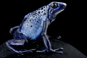 Poison Arrow Frog Prints: Dyeing poison dart frog (Dendrobates tinctorius) Azureus