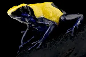 Dart Frog Prints: Dyeing poison dart frog (Dendrobates tinctorius) Citronella